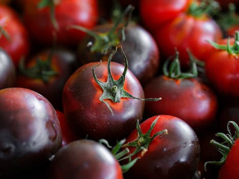 vibrant heirloom tomatoes