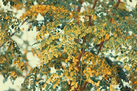 Moringa leaves